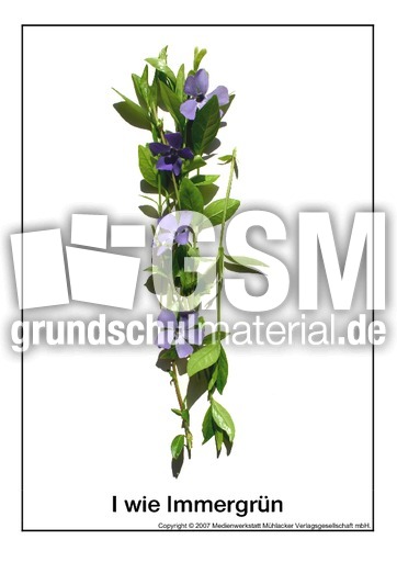 I-wie-Immergrün.pdf